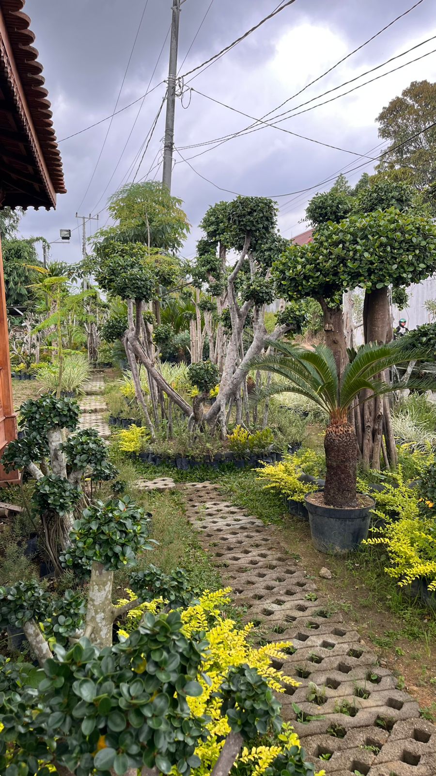 Tanaman hias disamping jalan setapak